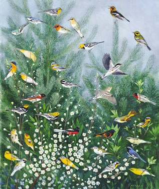 Warblers of the Canopy in Shop